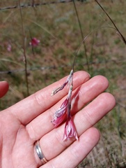 Dierama tysonii