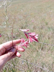 Dierama tysonii