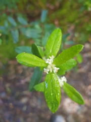 Pimelea drupacea