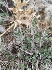 Teucrium capitatum