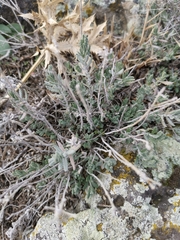 Teucrium capitatum