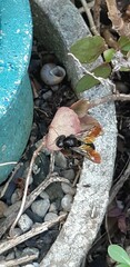 Xylocopa tranquebarorum