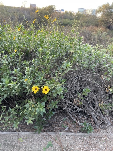iNaturalist observation photo of California brittlebush