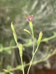 Lopholaena segmentata