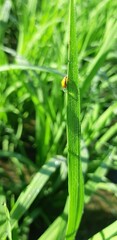 Coccinellinae
