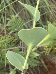 Lopholaena segmentata