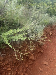 Lopholaena segmentata