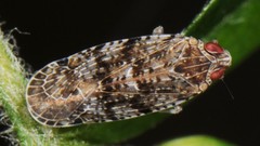 Catonia lunata