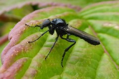 Dilophus nigrostigma