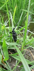 Anoplophora macularia