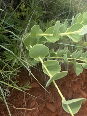 Lopholaena segmentata