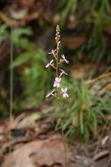 Stylidium productum