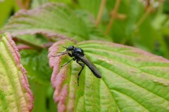 Dilophus nigrostigma