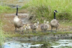 Branta canadensis maxima
