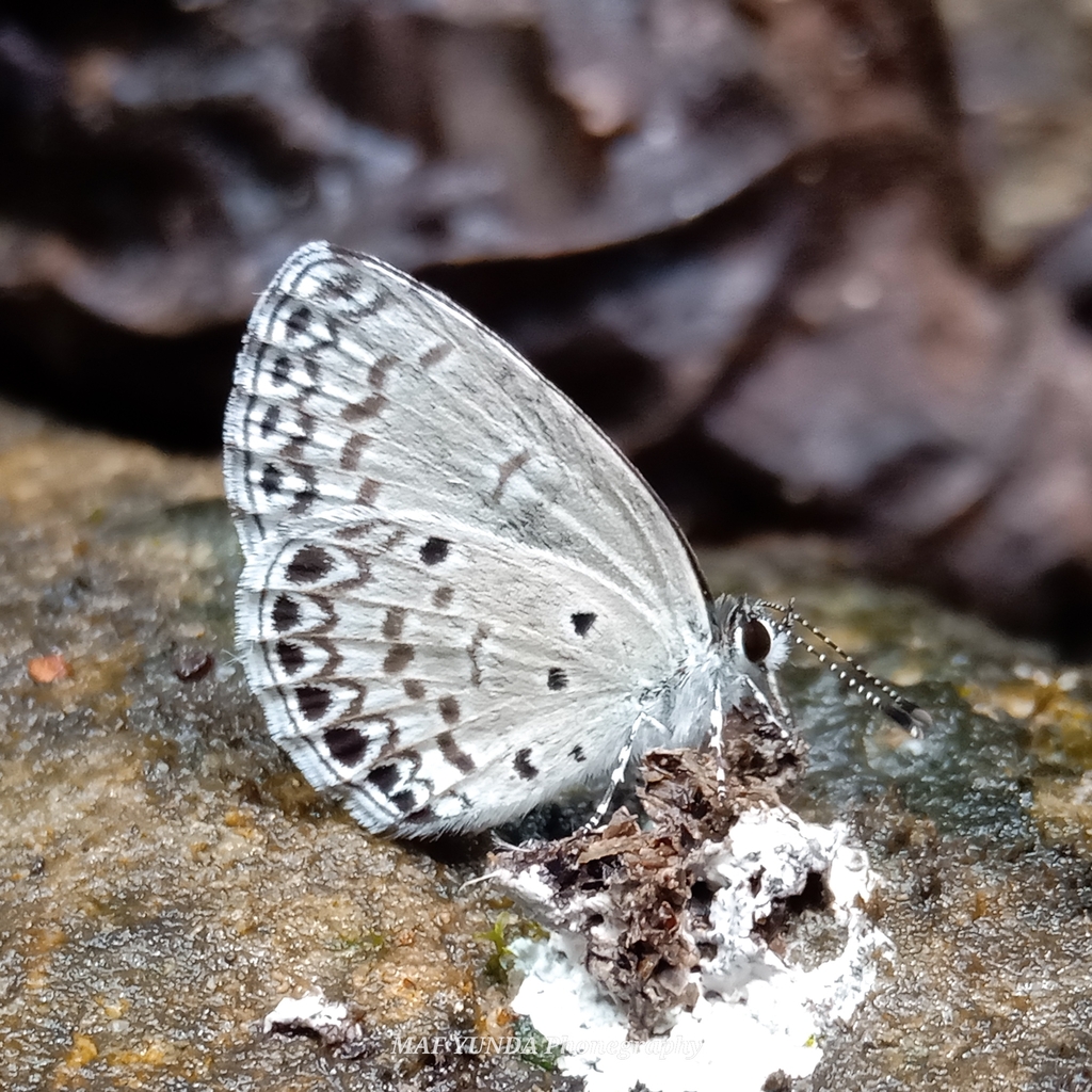 Celastrina philippina