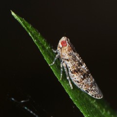 Catonia lunata
