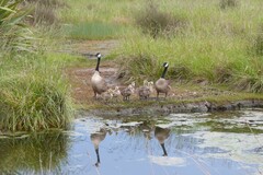 Branta canadensis maxima