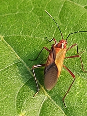 Hypselonotus