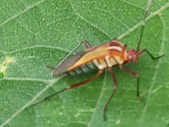 Hypselonotus