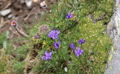 Phyteuma hemisphaericum
