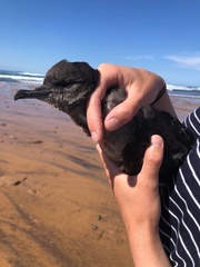 Ardenna tenuirostris