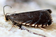 Pammene germmana