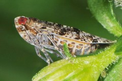 Catonia lunata