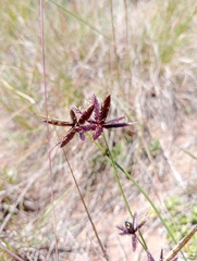 Cyperus semitrifidus