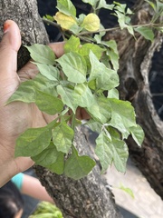 Parmentiera cereifera