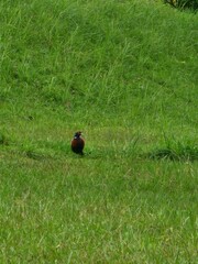 Phasianus colchicus formosanus