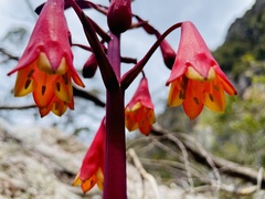 Blandfordia punicea