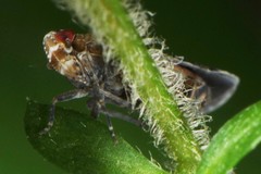 Catonia lunata