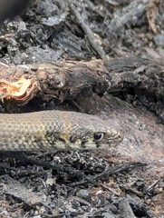 Delma molleri