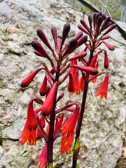Blandfordia punicea