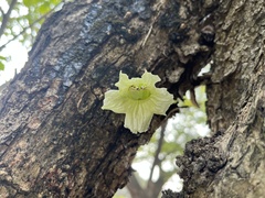 Parmentiera cereifera
