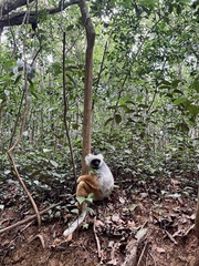 Propithecus diadema