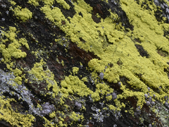 Chrysothrix chlorina