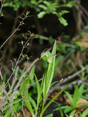 Pterostylis montana