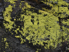 Chrysothrix chlorina