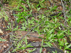 Pterostylis montana