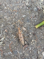 Parisopalpus nigronotatus