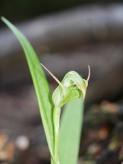 Pterostylis montana