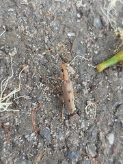 Parisopalpus nigronotatus