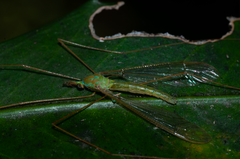 Leptotarsus virescens