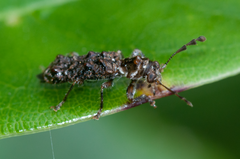 Phymatophaea pustulifera