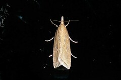 Eudonia octophora