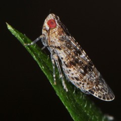 Catonia lunata