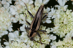 Navomorpha sulcata