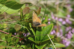 Boloria