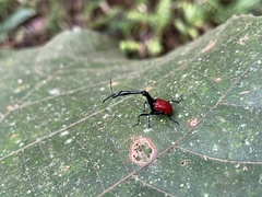 Trachelophorus giraffa